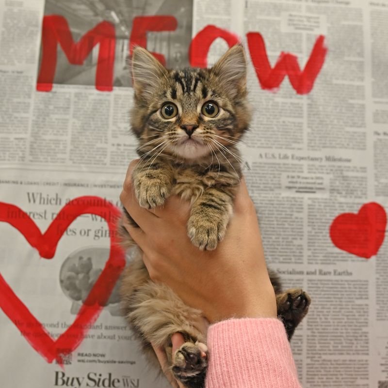 FUDGE - Unknown available for adoption