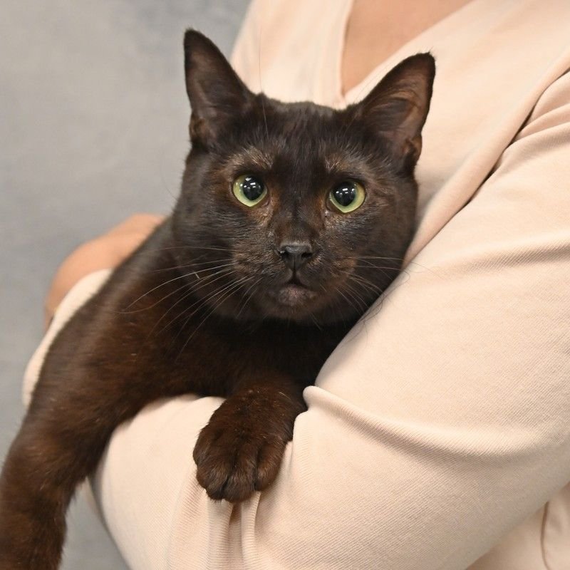 PANTHER - Unknown available for adoption