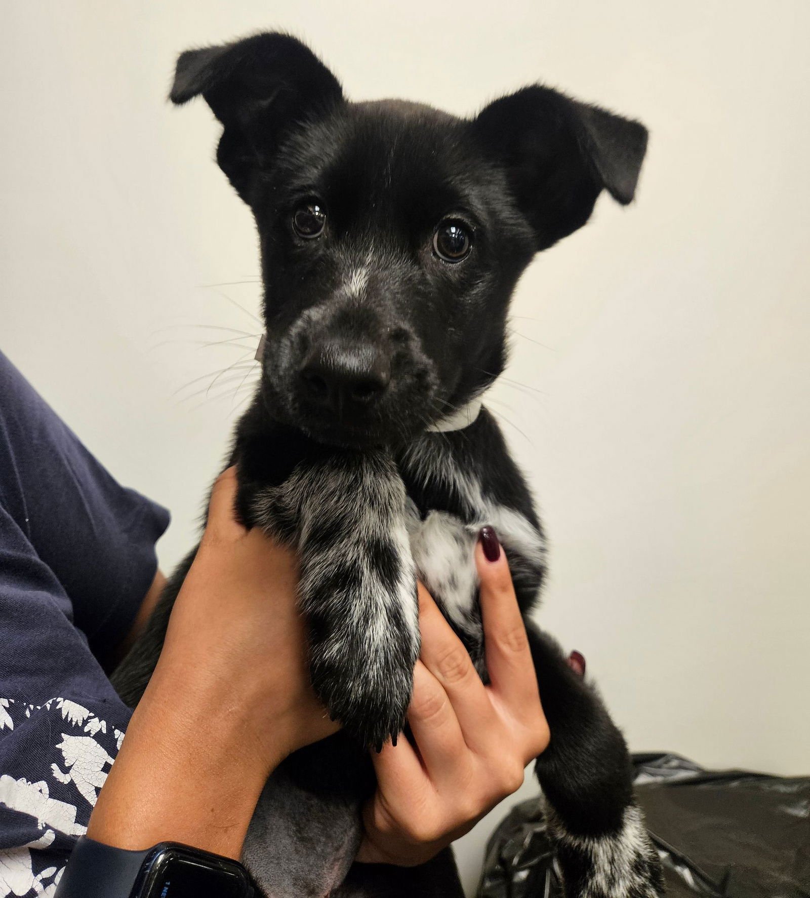 SIRI - Unknown available for adoption