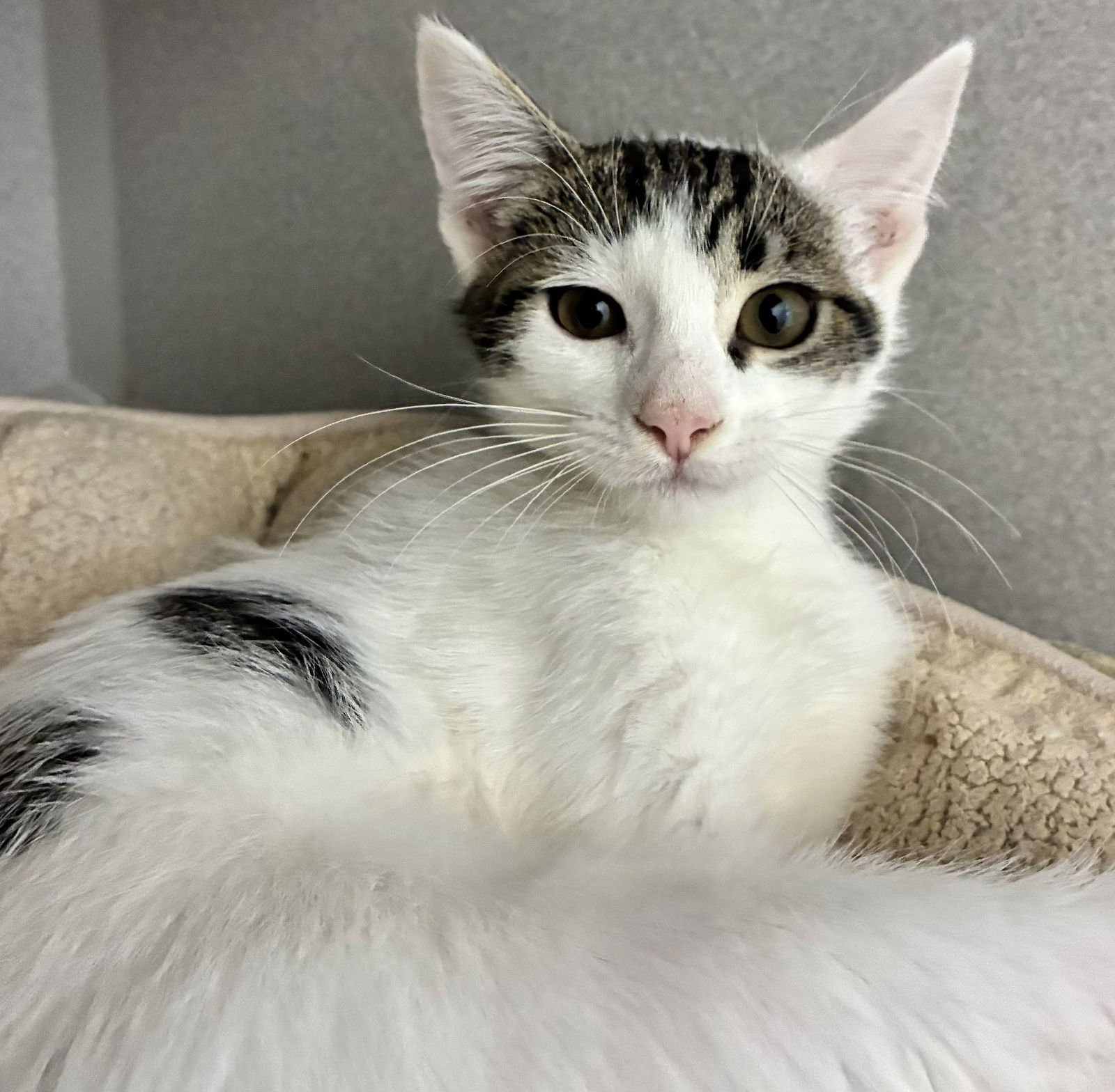 BAMBI - Unknown available for adoption