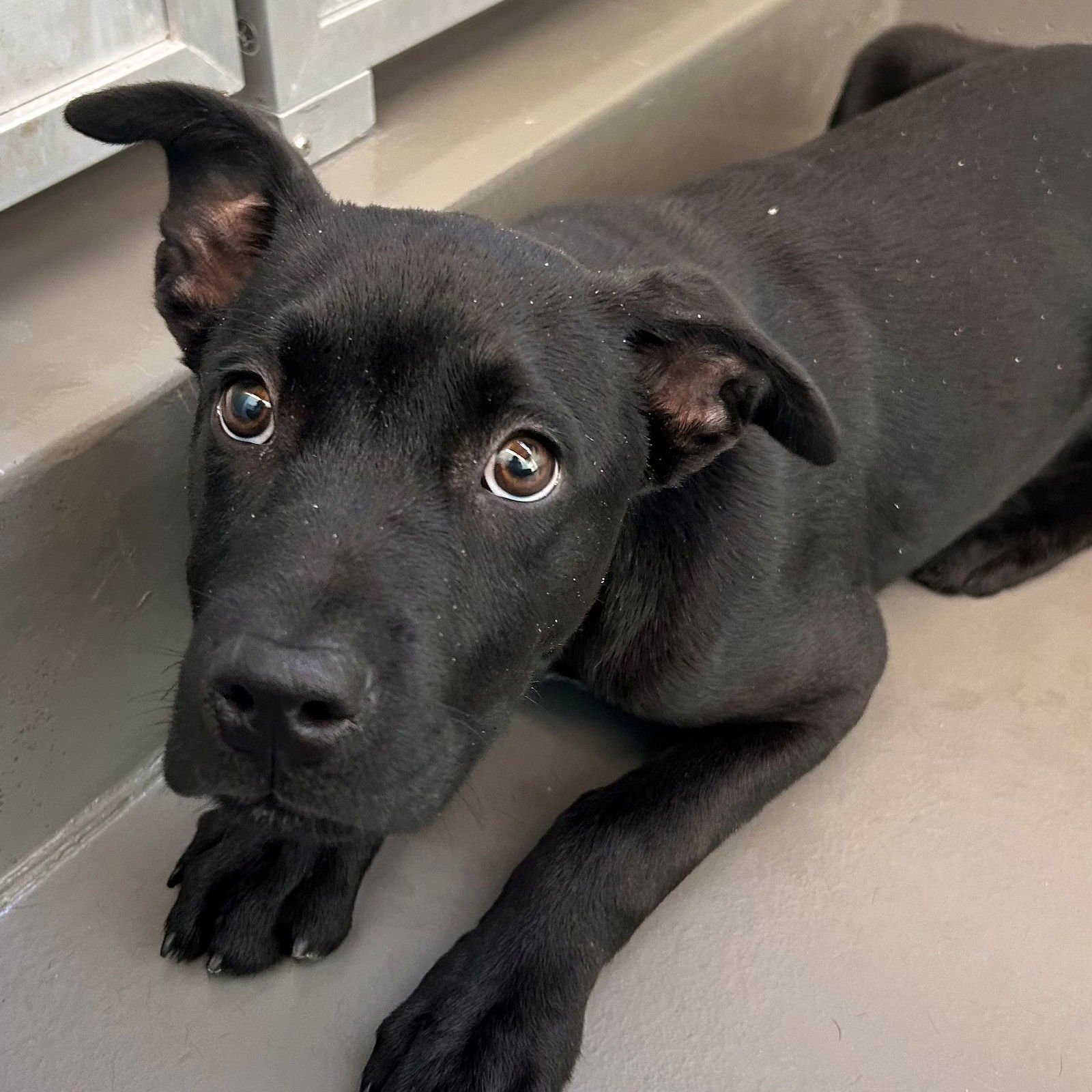 HERBIE - Unknown available for adoption