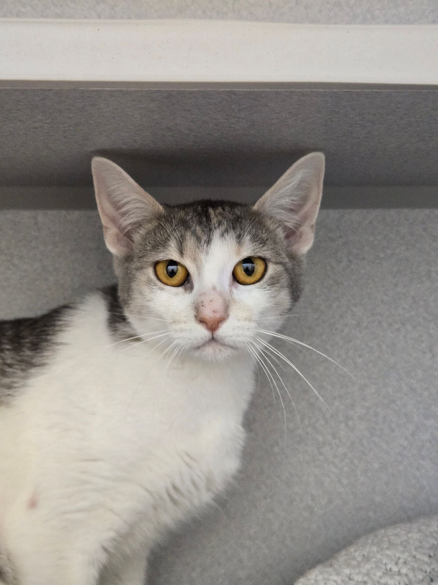 CHILI - Unknown available for adoption