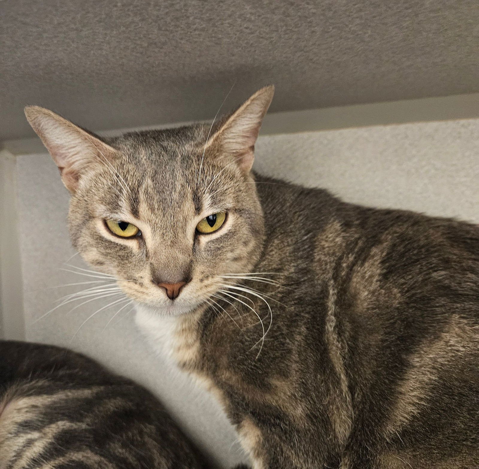 BUMBLE - Unknown available for adoption