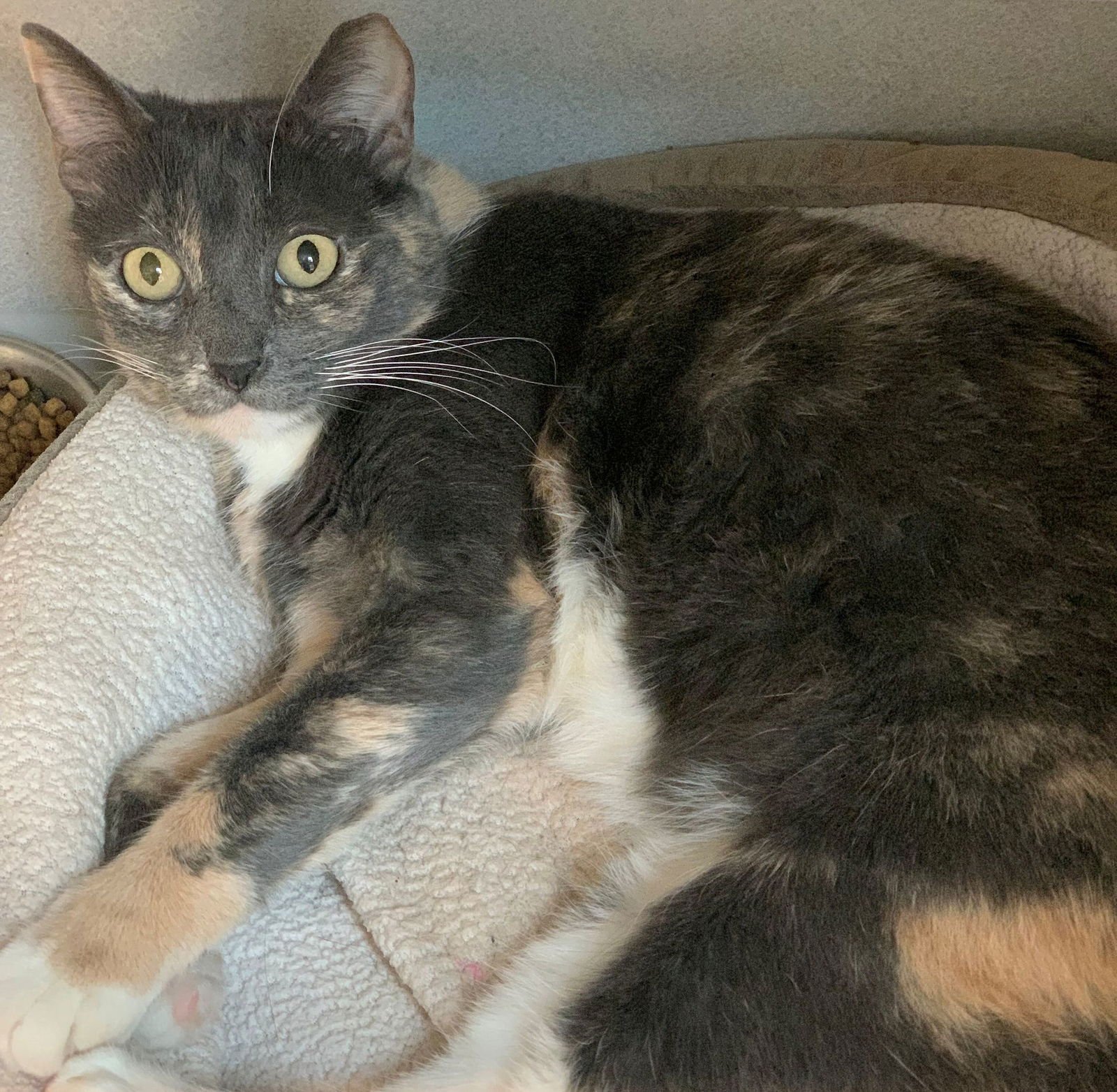 TAYLOR - Unknown available for adoption