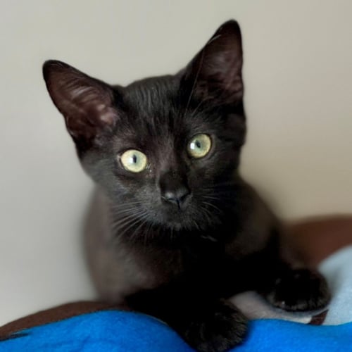 CHANEL - Unknown available for adoption