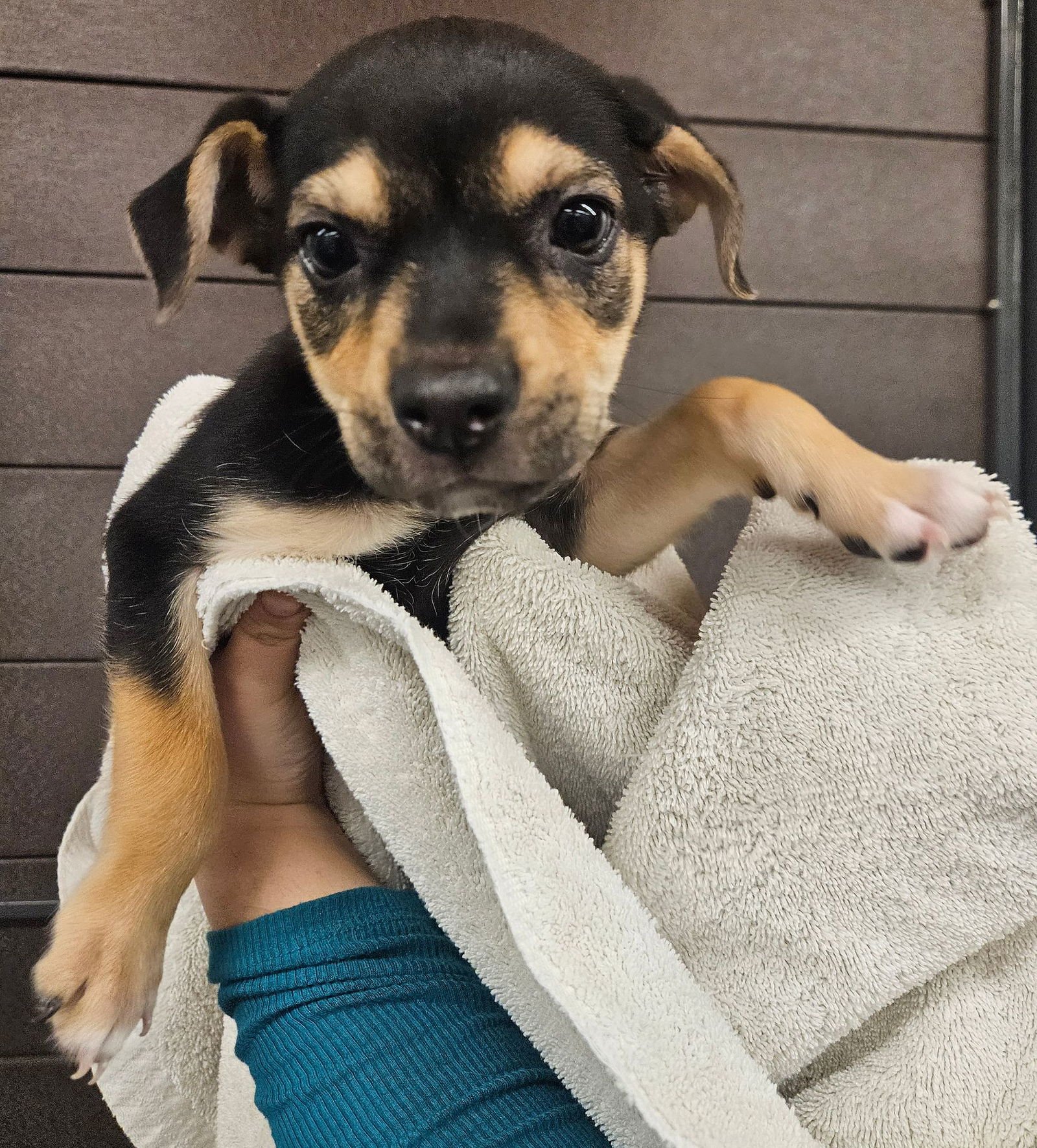 CHESS - Unknown available for adoption