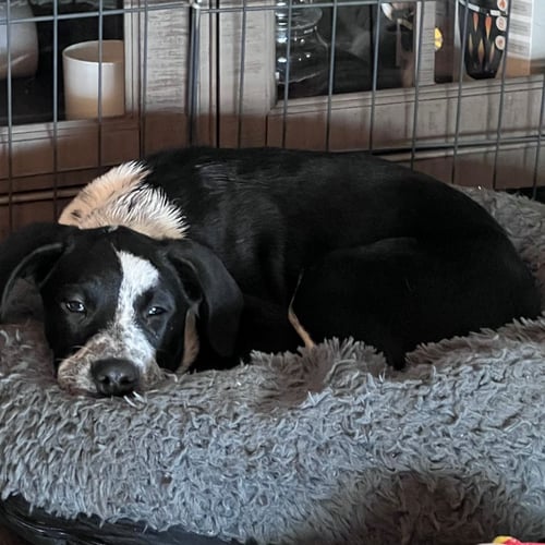 THING - Unknown available for adoption