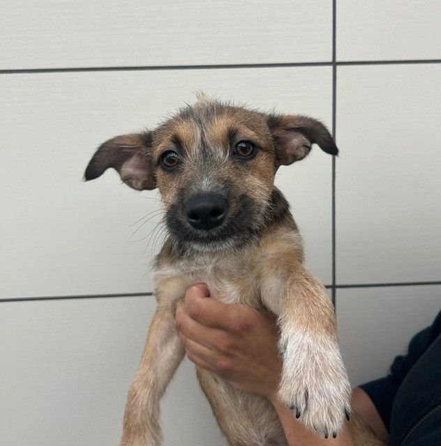 DORITOS - Unknown available for adoption