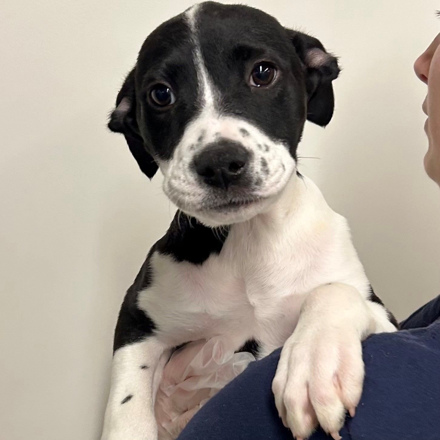 EDNA - Unknown available for adoption