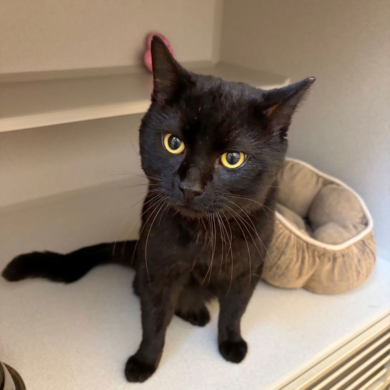 BEAR - Unknown available for adoption