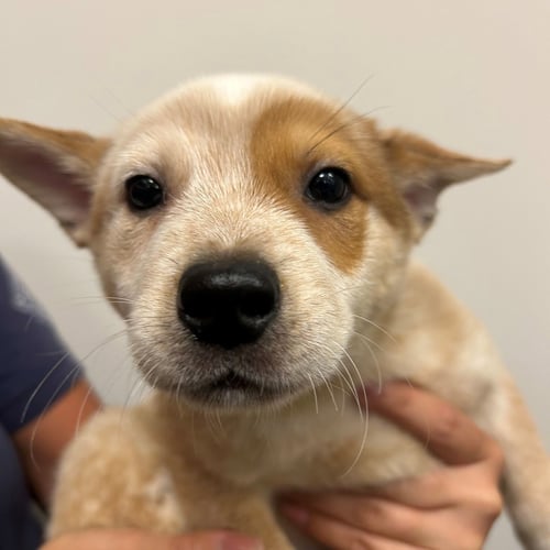 FIONA - Unknown available for adoption
