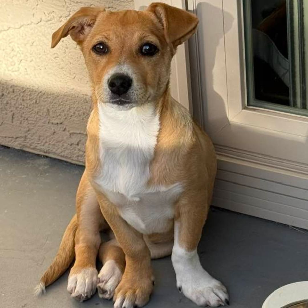 BABY SPICE - Unknown available for adoption