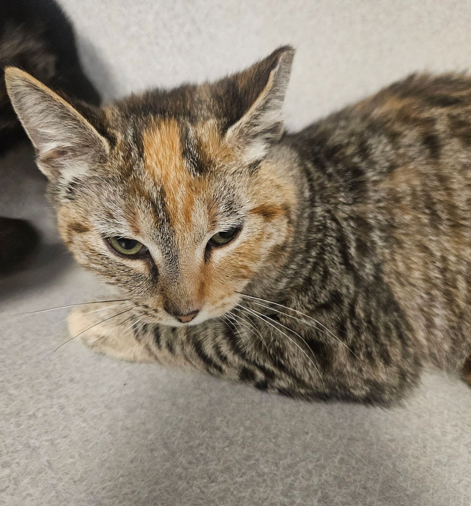 DAY - Unknown available for adoption