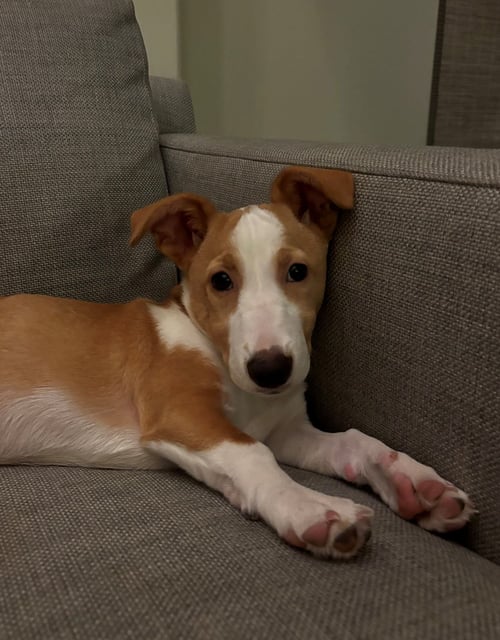 DORY - Unknown available for adoption