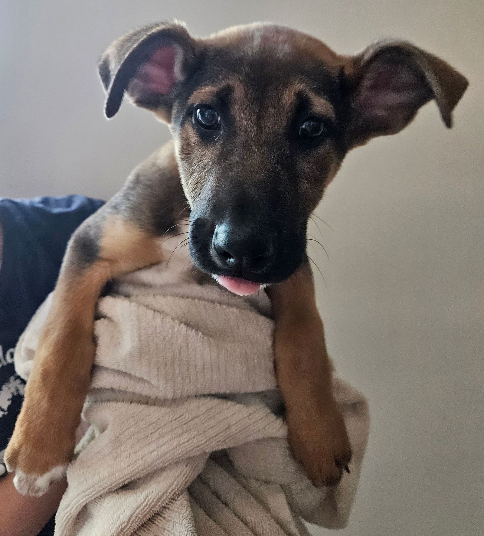 COLBY - Unknown available for adoption