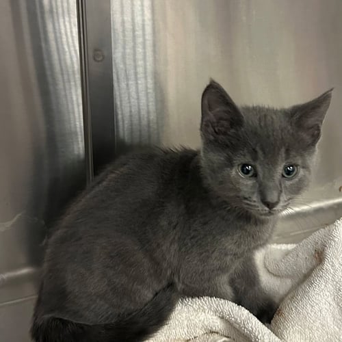 RAISIN - Unknown available for adoption