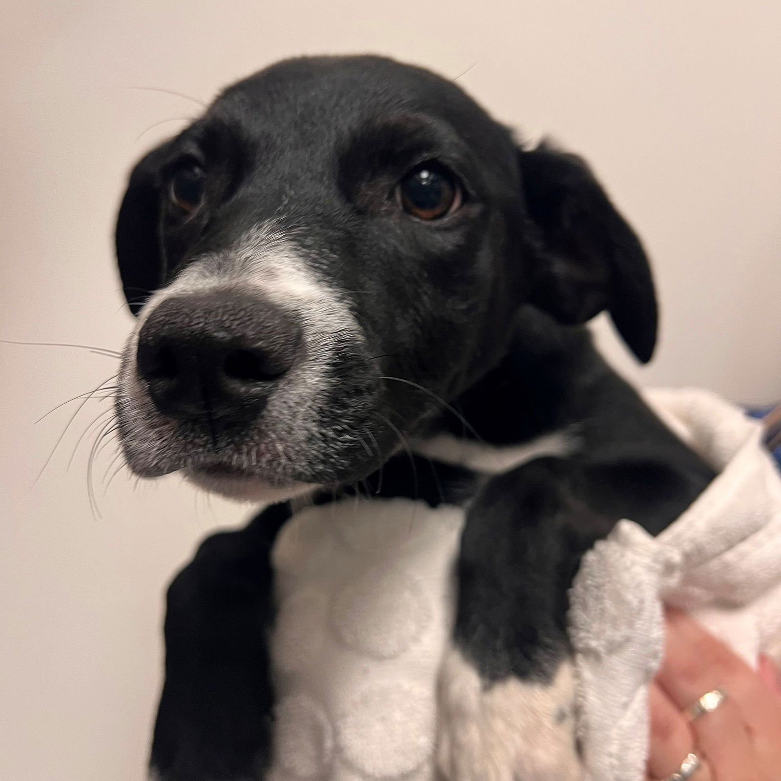 GREEN - Unknown available for adoption