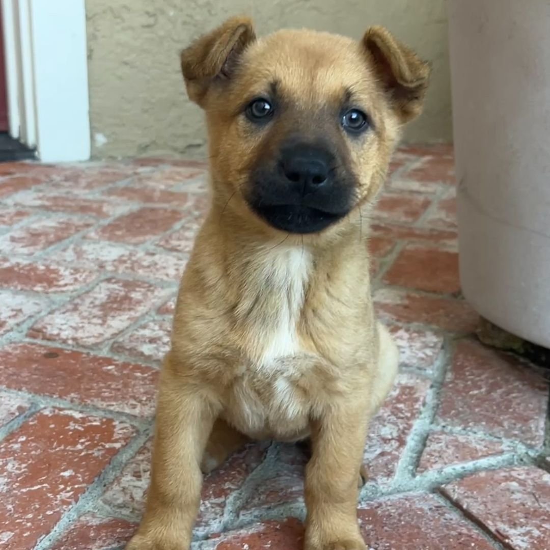 RANCH - Unknown available for adoption