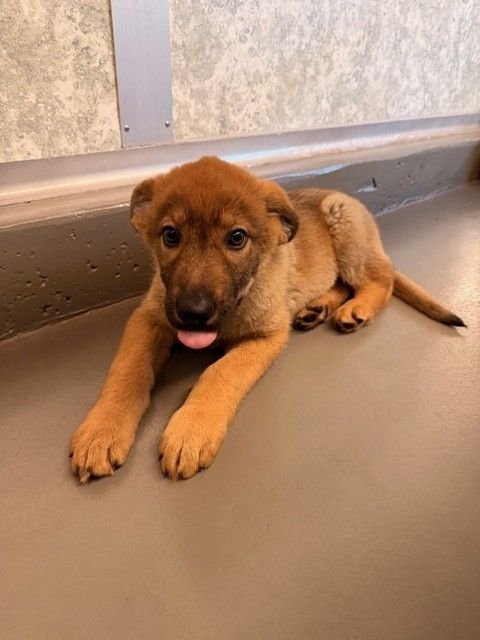 BRANDY - Unknown available for adoption