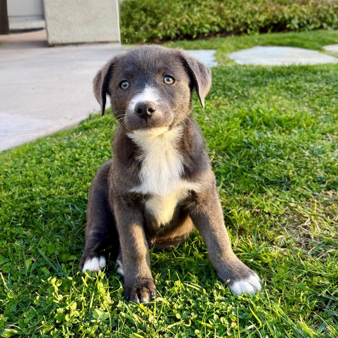 NEMO - Unknown available for adoption