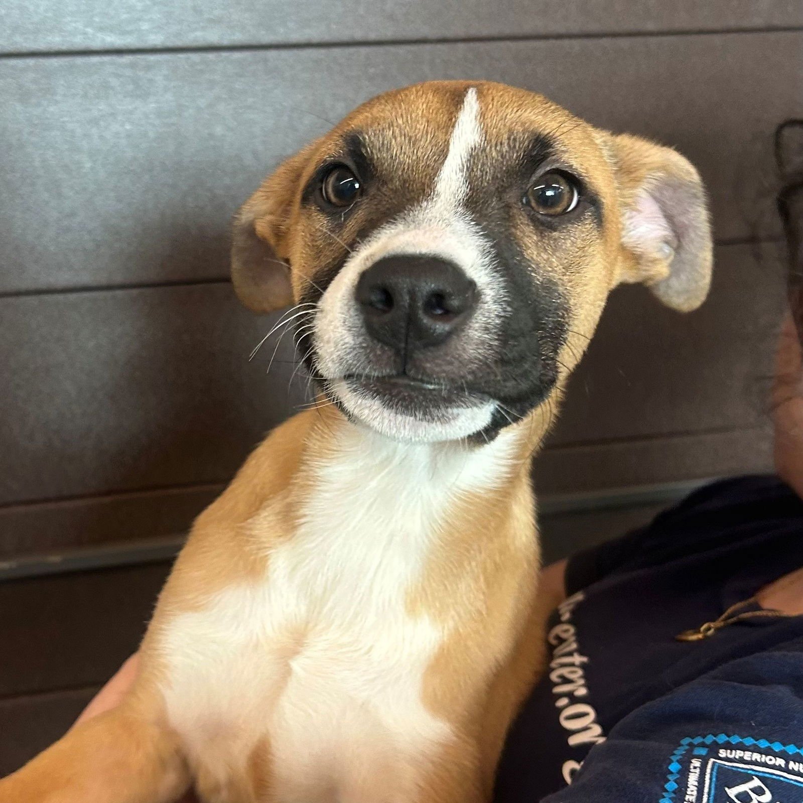 PLUM - Unknown available for adoption