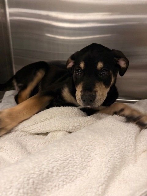 TYPHOON - Unknown available for adoption