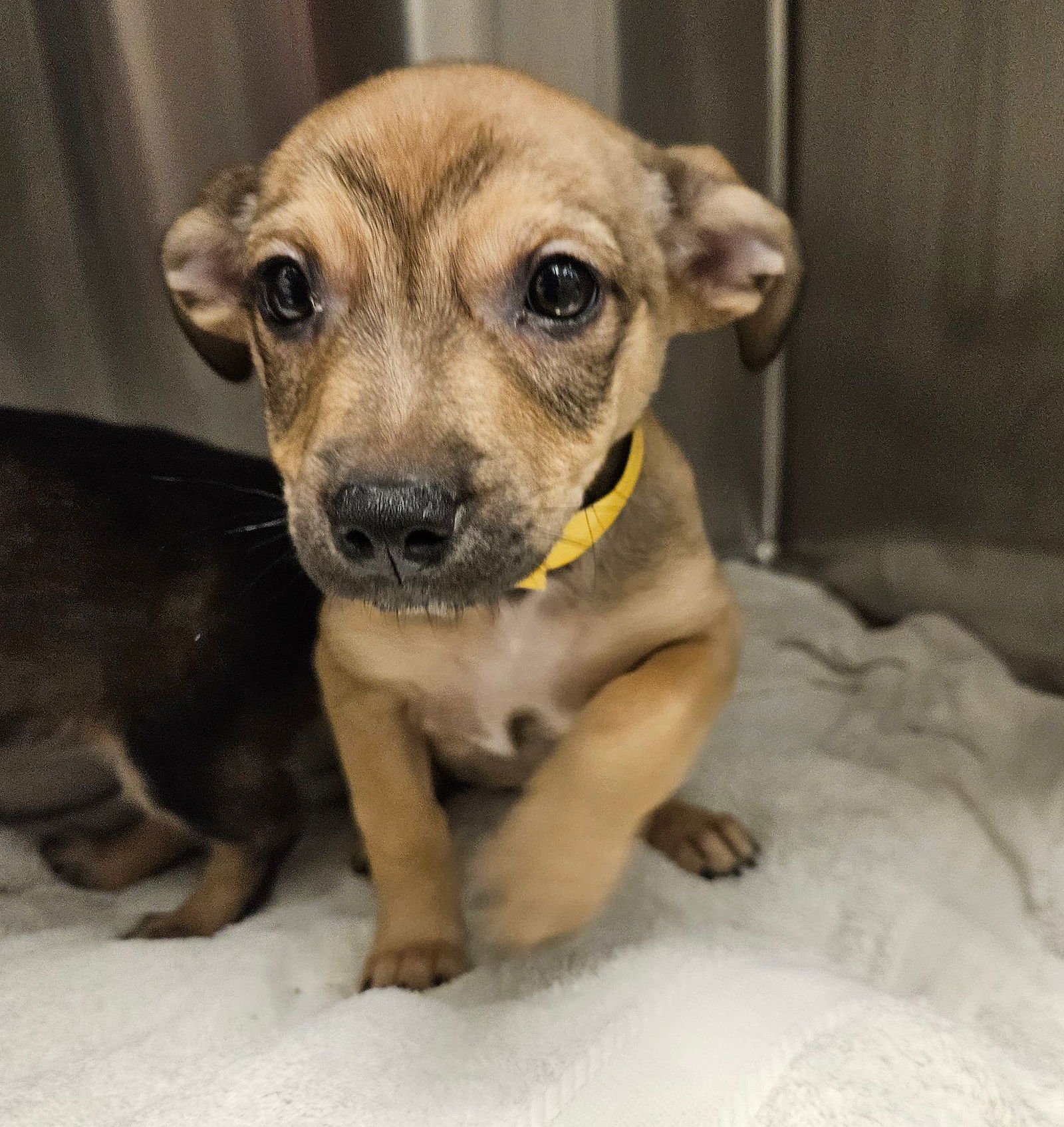 JINGLE BELL - Unknown available for adoption