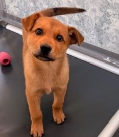 BISCUIT - Unknown available for adoption