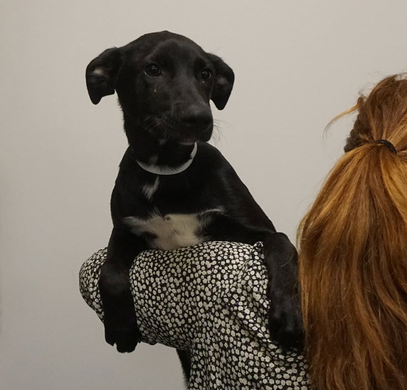 Darcy Image