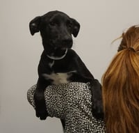 Darcy - Photo 1