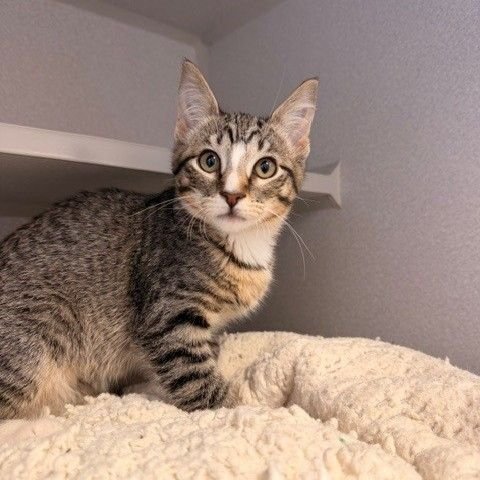 CAPRI - Unknown available for adoption