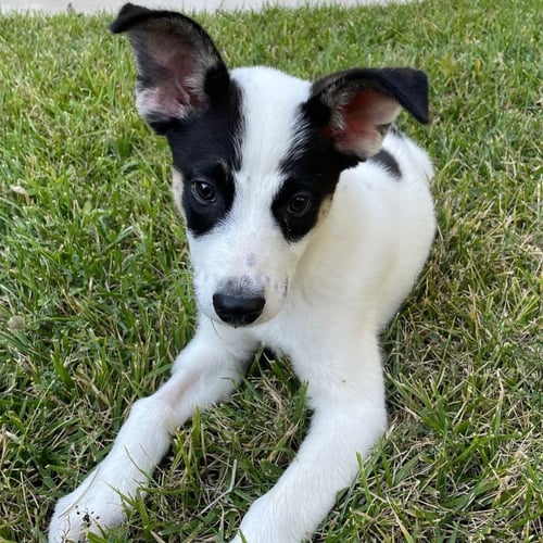 HOPE - Unknown available for adoption