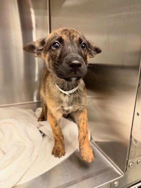 GNOCCHI - Unknown available for adoption