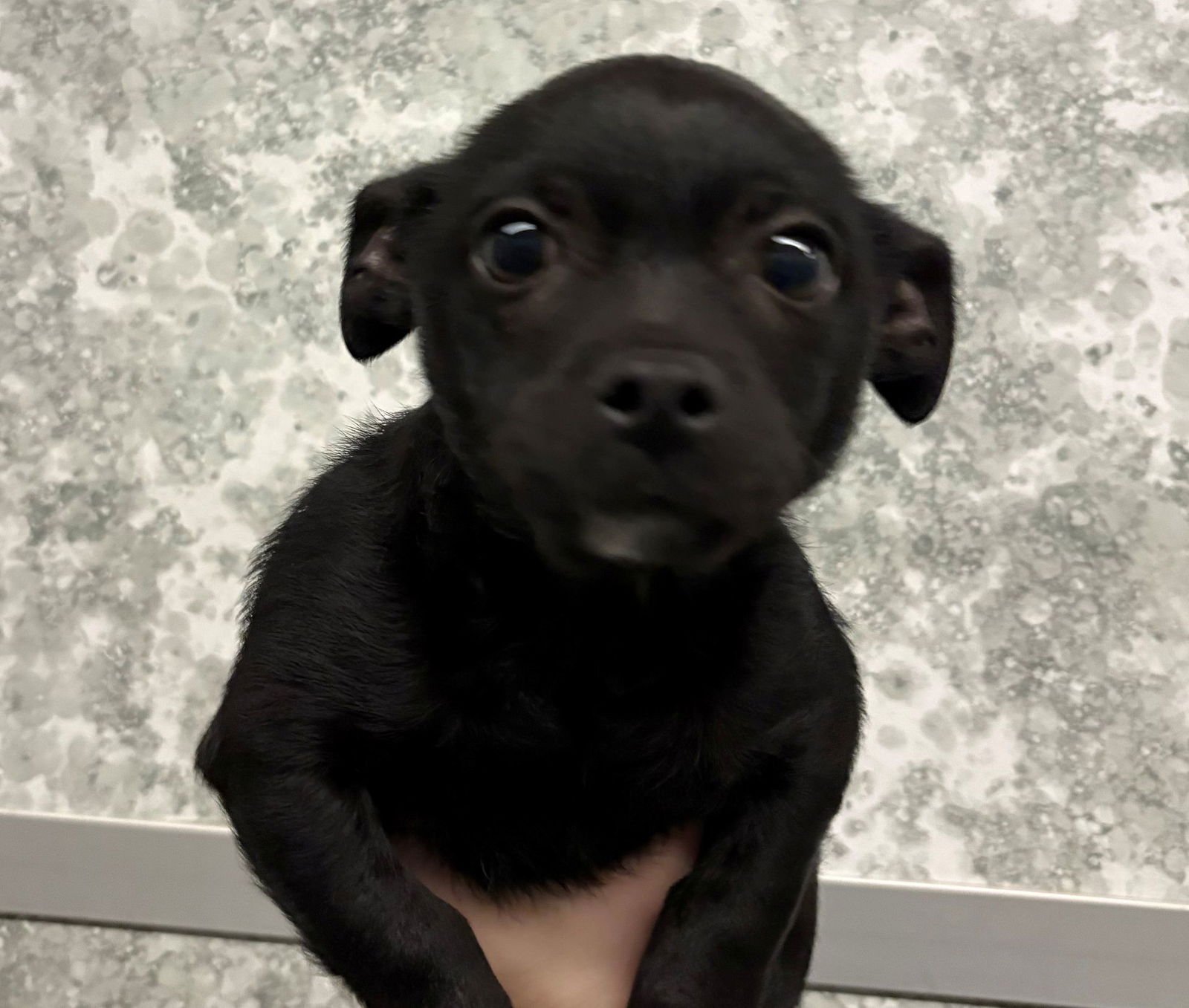 HERCULES - Unknown available for adoption