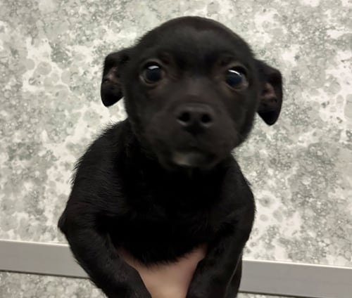 HERCULES - Unknown available for adoption