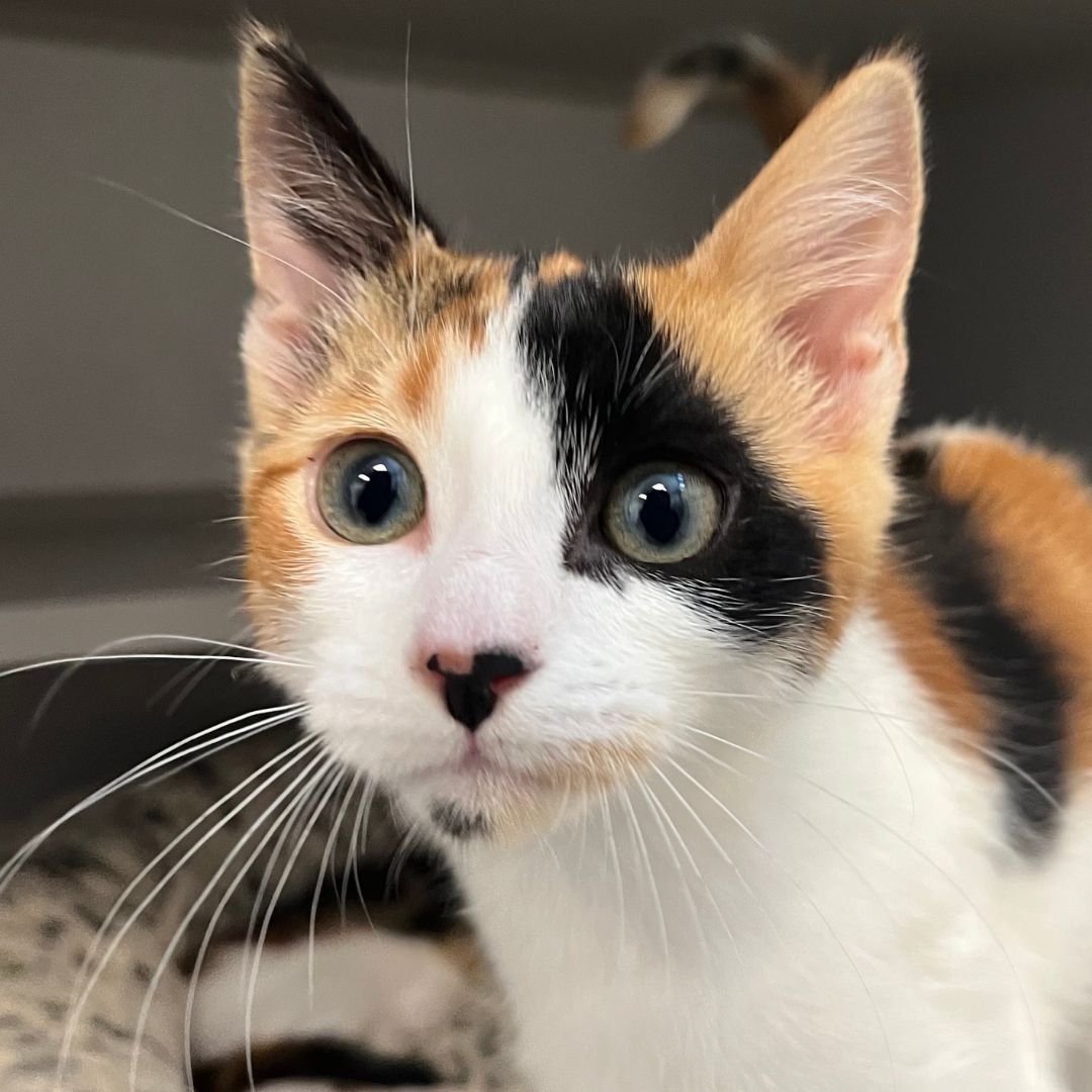 COPY - Unknown available for adoption