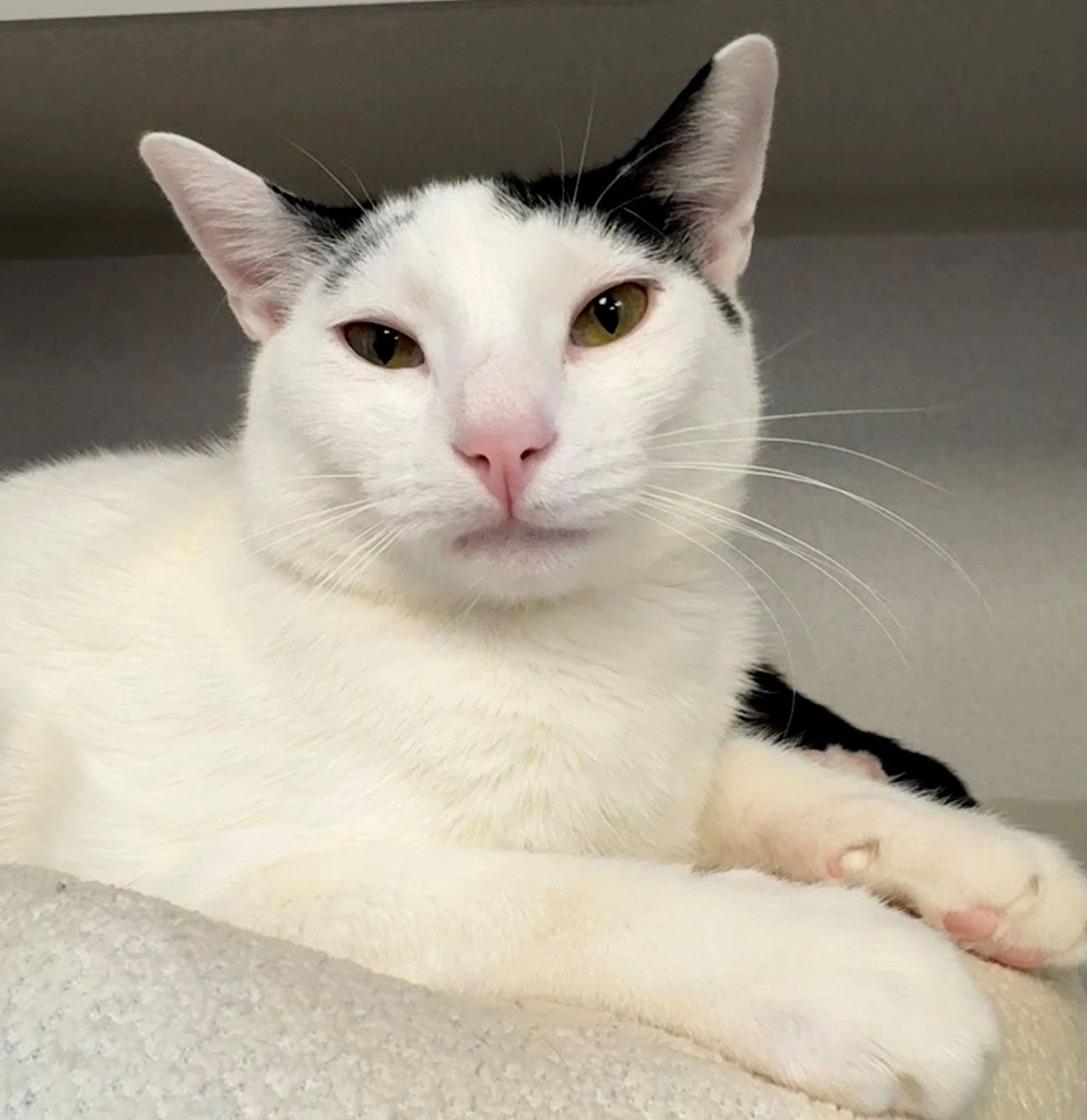 TARRAGON - Unknown available for adoption