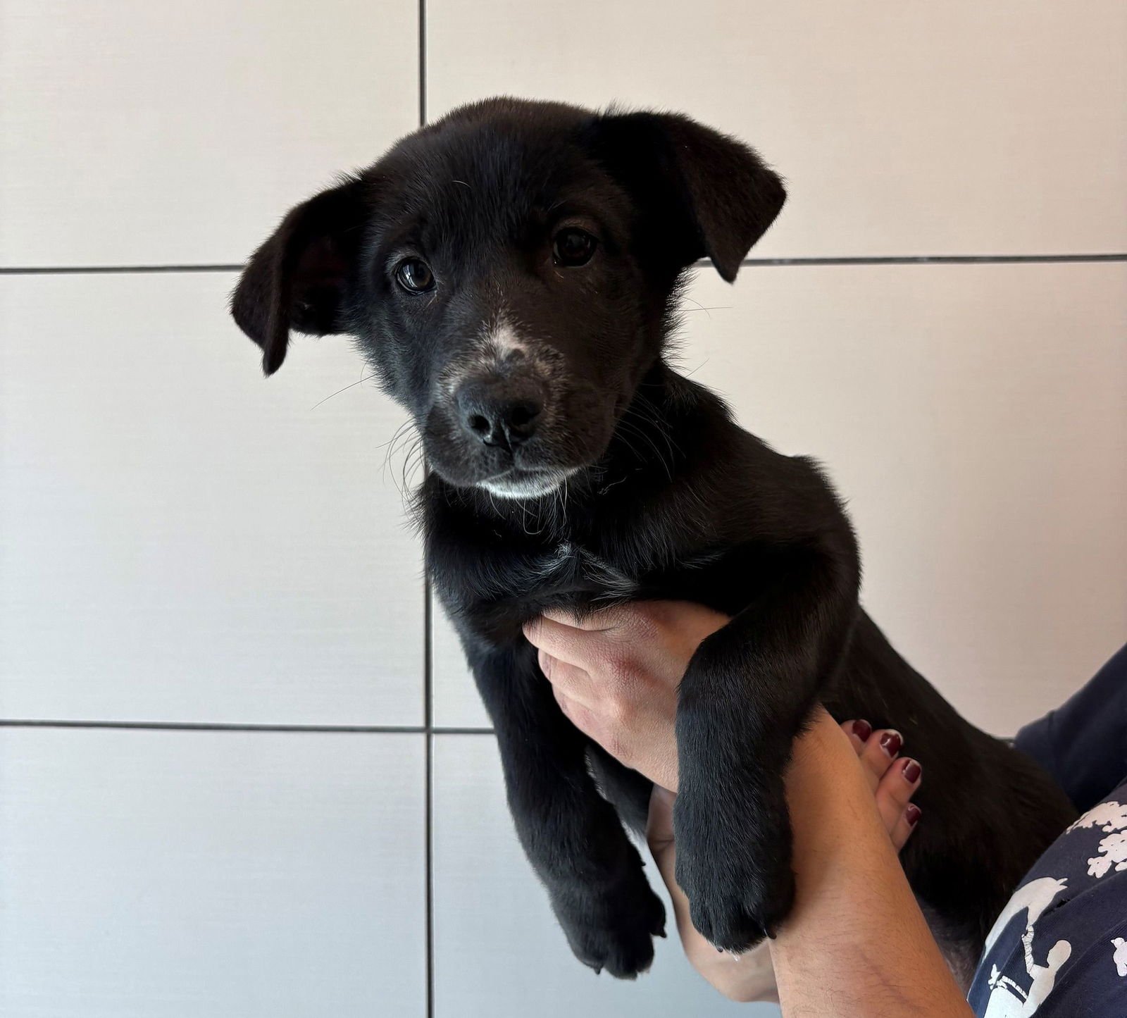 PLATFORM - Unknown available for adoption