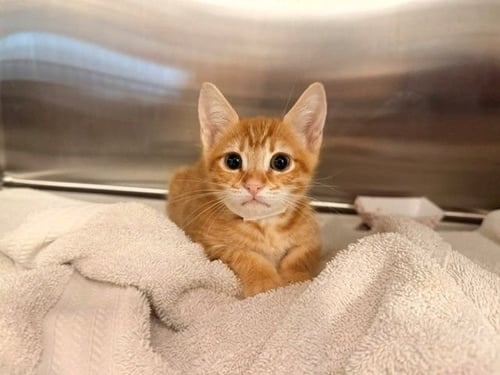 SHAKE - Unknown available for adoption