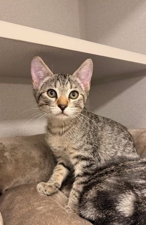 RIGHT - Unknown available for adoption