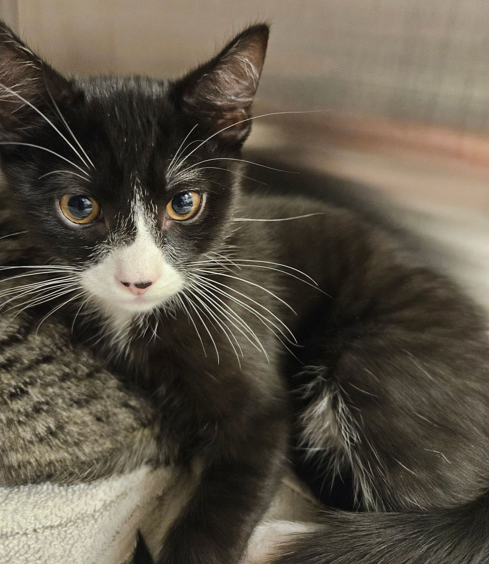 APPLE - Unknown available for adoption