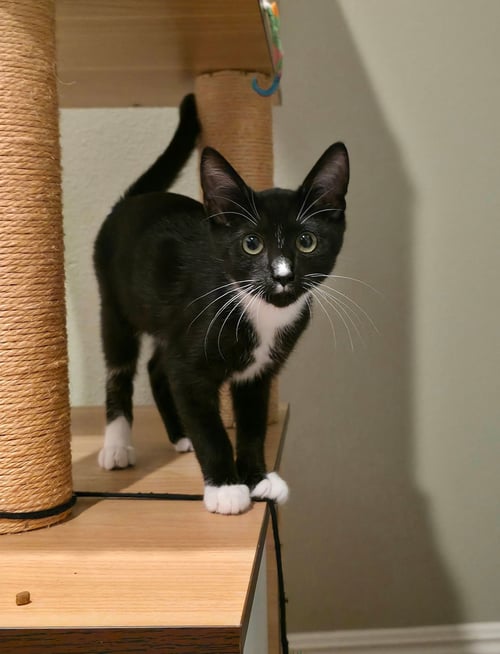 BELLA - Unknown available for adoption