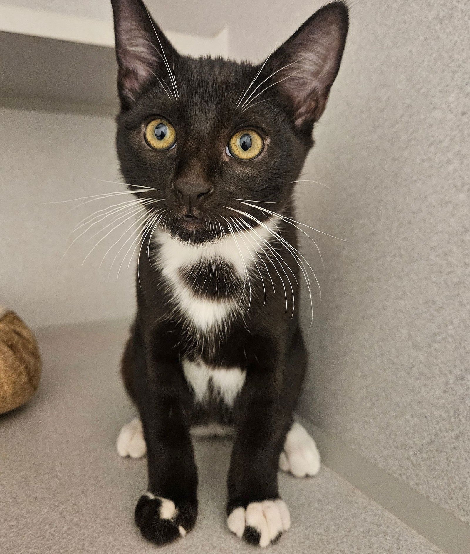 BANFF - Unknown available for adoption