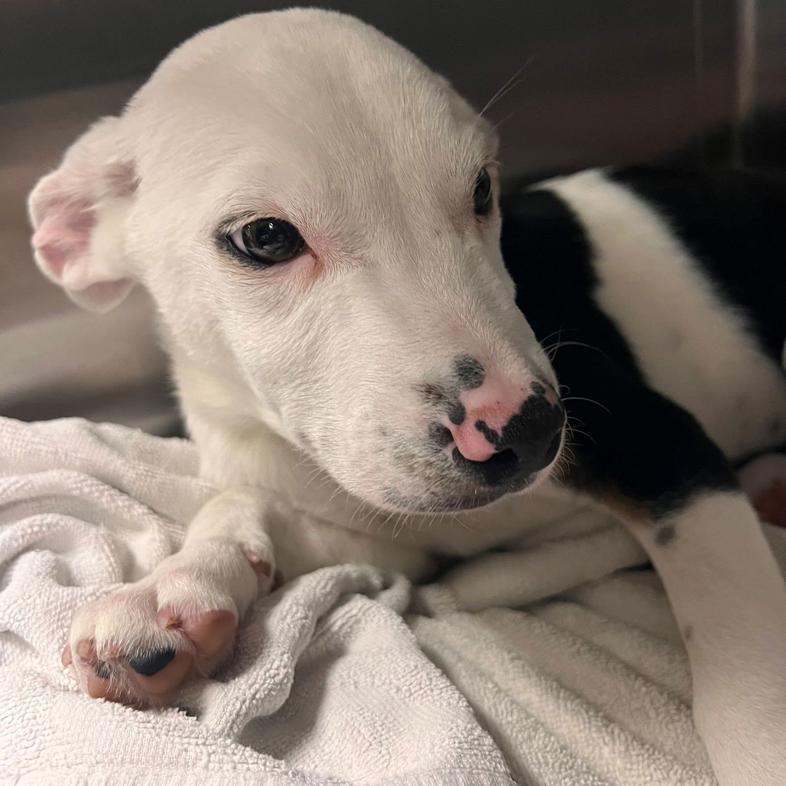 GOLD - Unknown available for adoption