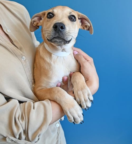 PAPITO - Unknown available for adoption