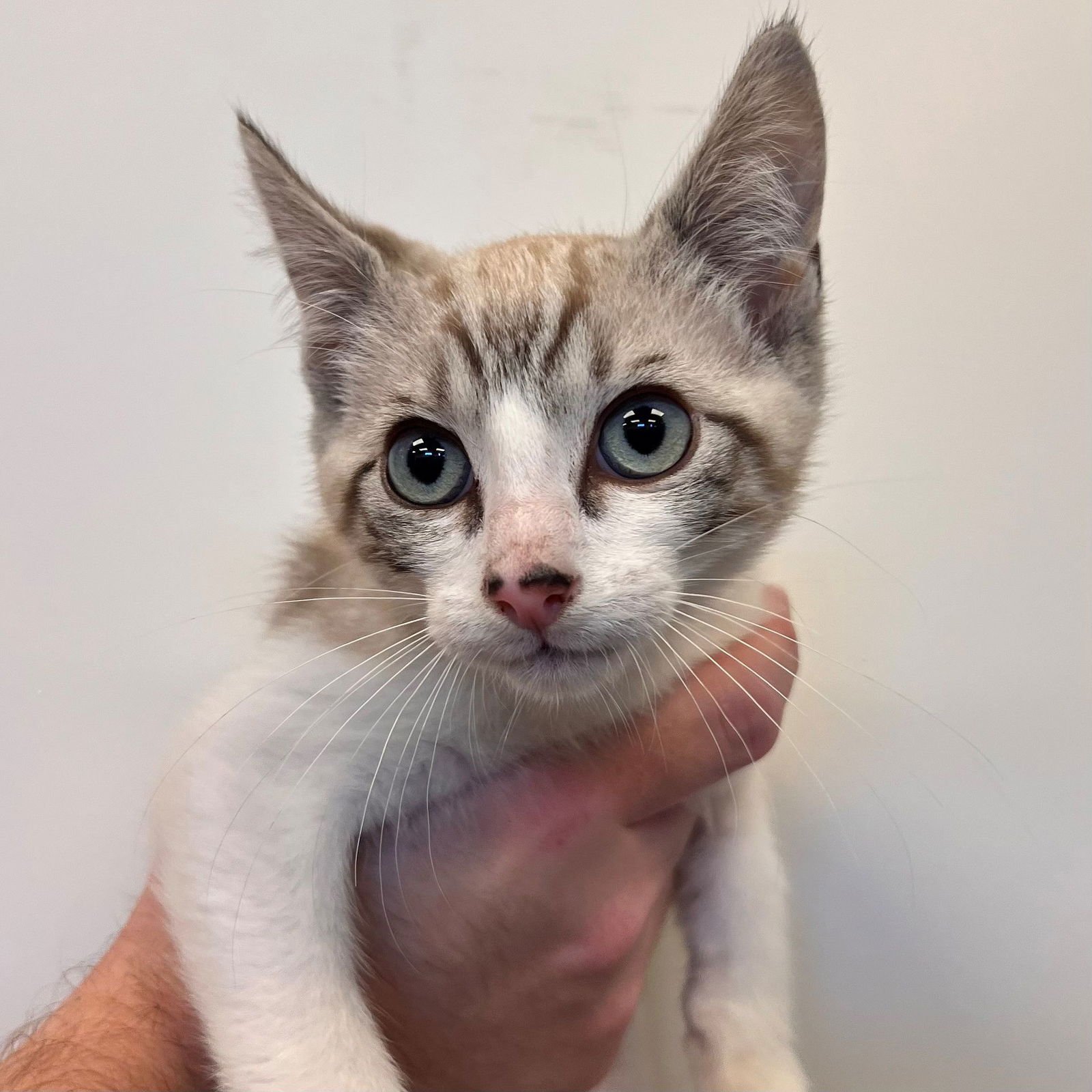 MERLIN - Unknown available for adoption