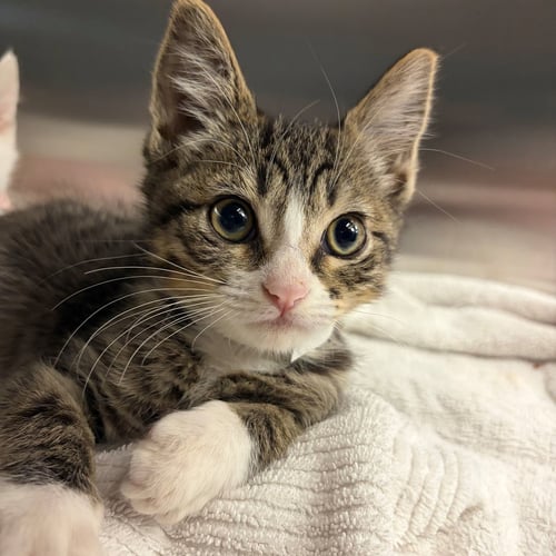 BIOLOGY - Unknown available for adoption