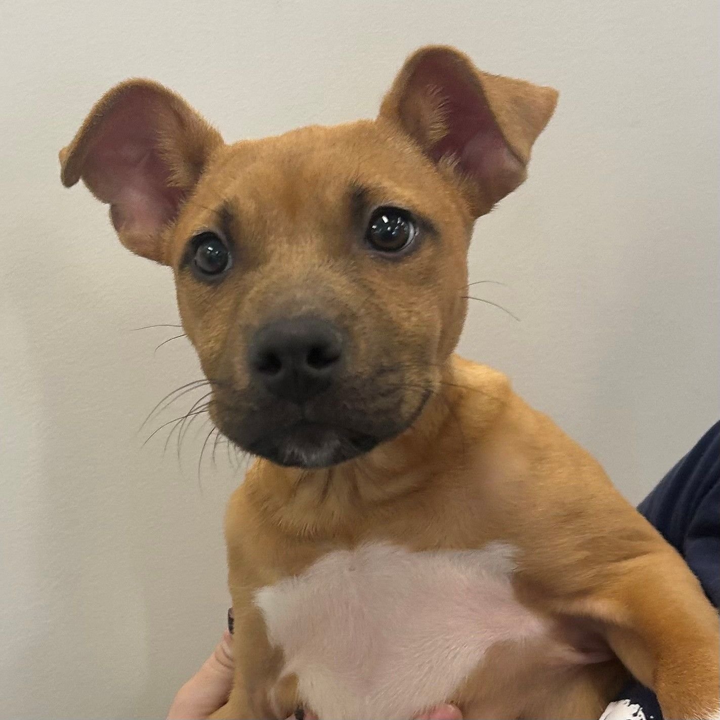 PEACH - Unknown available for adoption