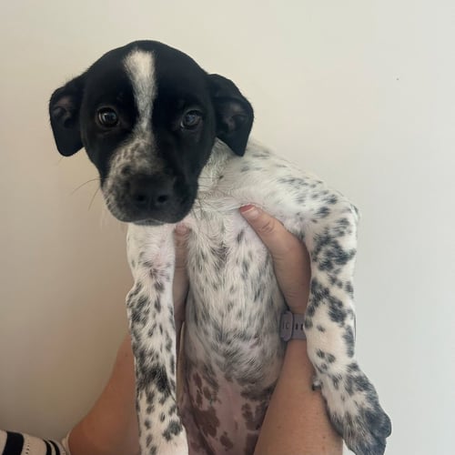 TAY - Unknown available for adoption