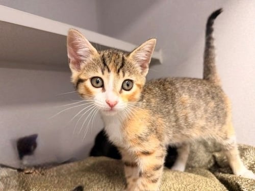 WAFFLE - Unknown available for adoption